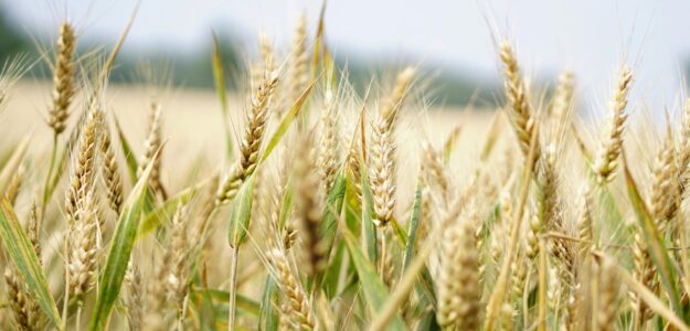 Close-up of a wheat field under a bright summer sky, perfect for agriculture and landscape themes.